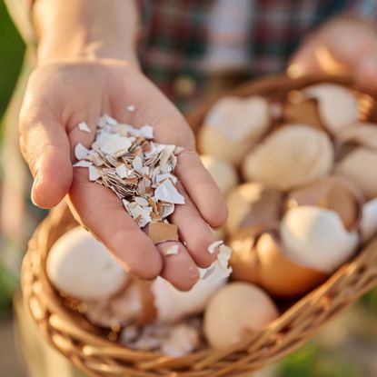 crushed eggshells being held with full shells in a basket