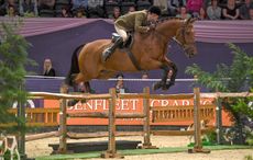 HorseNo562_HOYS_PN17_101046.jpg