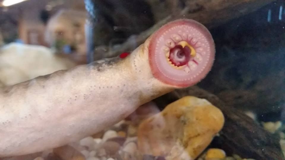 An Arctic lamprey