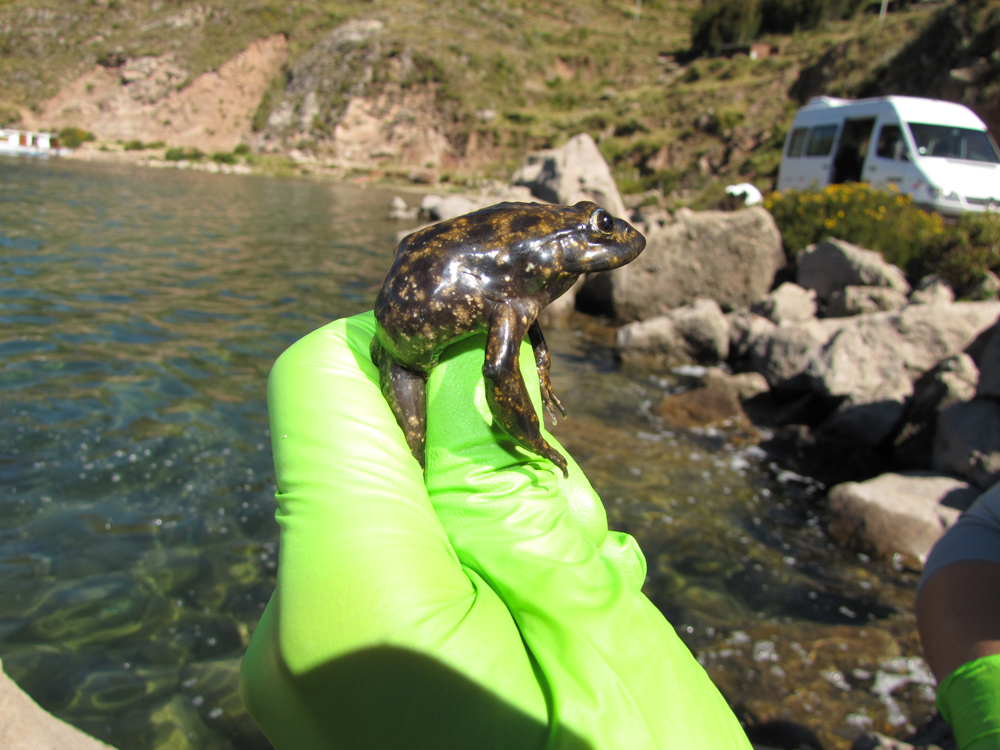 Gallery America s Only Lake Titicaca Frogs Live Science Gallery America s Only Lake Titicaca Frogs Live Science