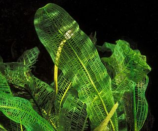 Madagascar lace plant (Aponogeton madagascariensis) with green, holey leaves