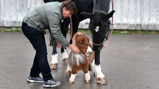 Owner Carola Weidemann stands beside her small Shetland Pony Pumuckel and a warmblood horse at her farm in Breckerfeld, western Germany on October 21, 2022.