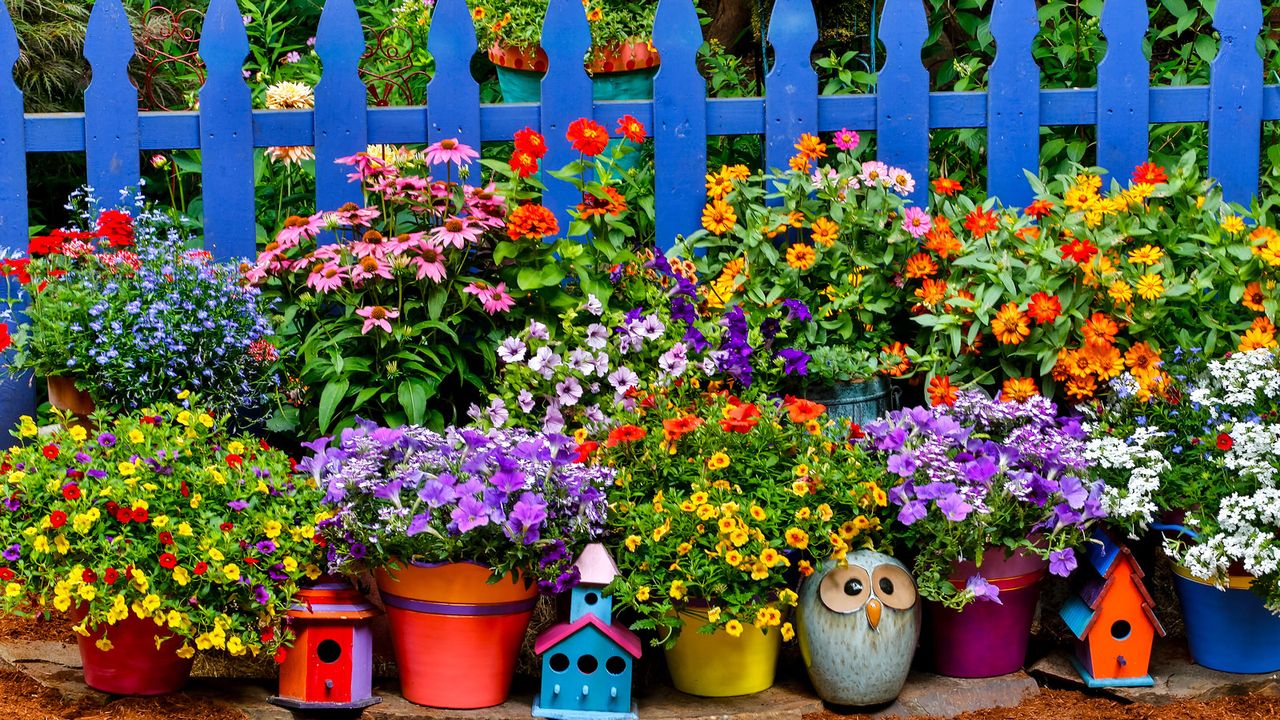 containers of flowers growing near a blue fence