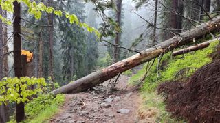 A fallen tree blocks a hiking trail