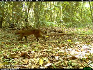 A golden cat photraphed by the WWF camera trap.