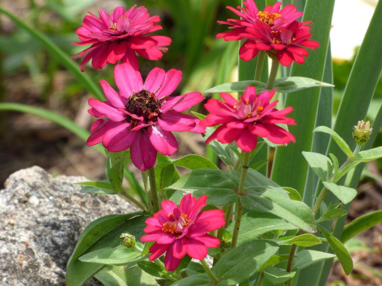 Pink Annual Flowers