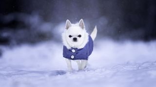 Chihuahua in snow with blue coat