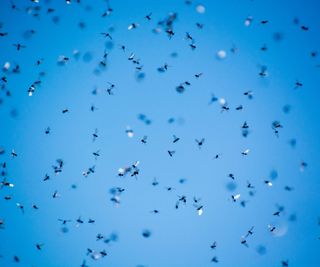 A swarm of flying ants against a blue sjy