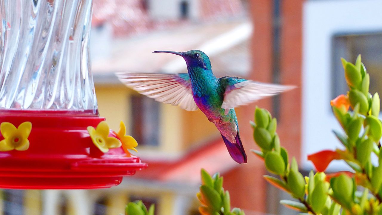 Hummingbird on feeder