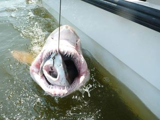 Shark Swallowed Whole By Another Shark Live Science