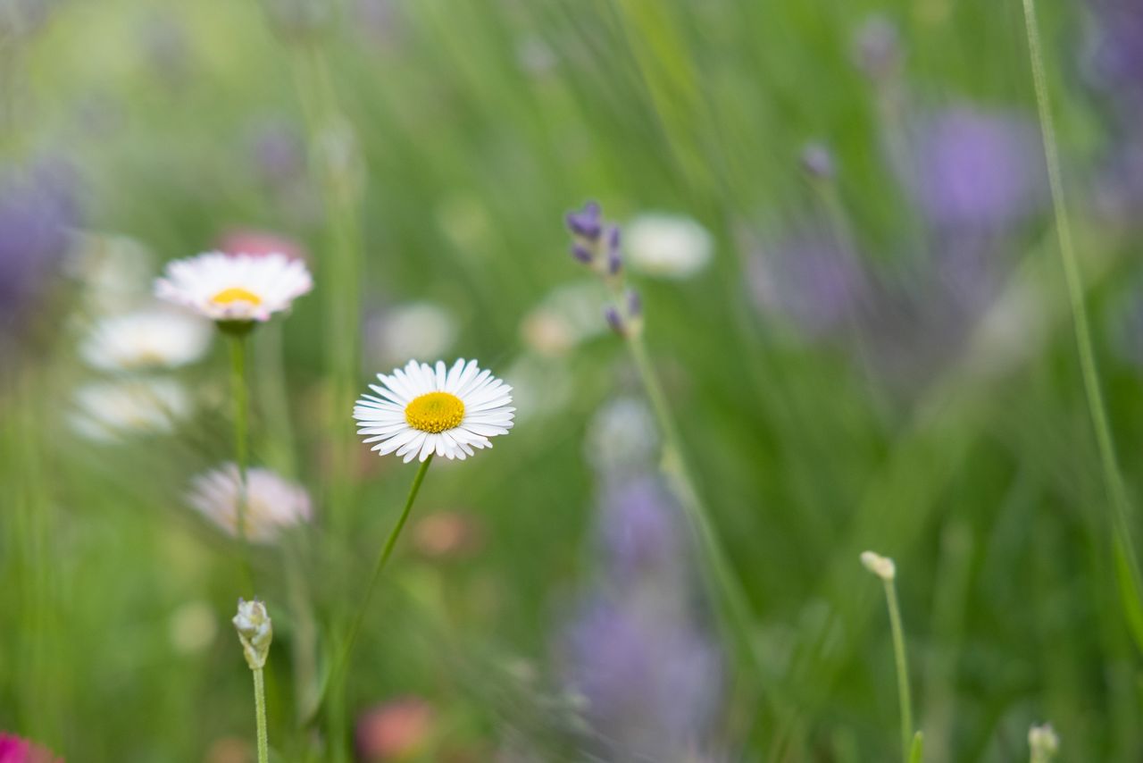 A daisy in a lavender field