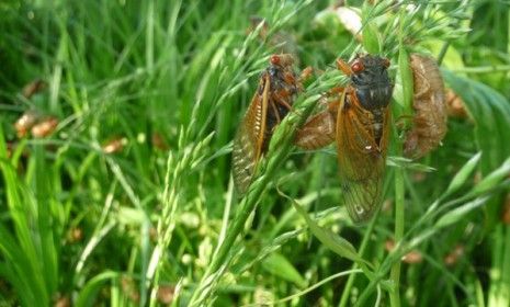 Cicadas