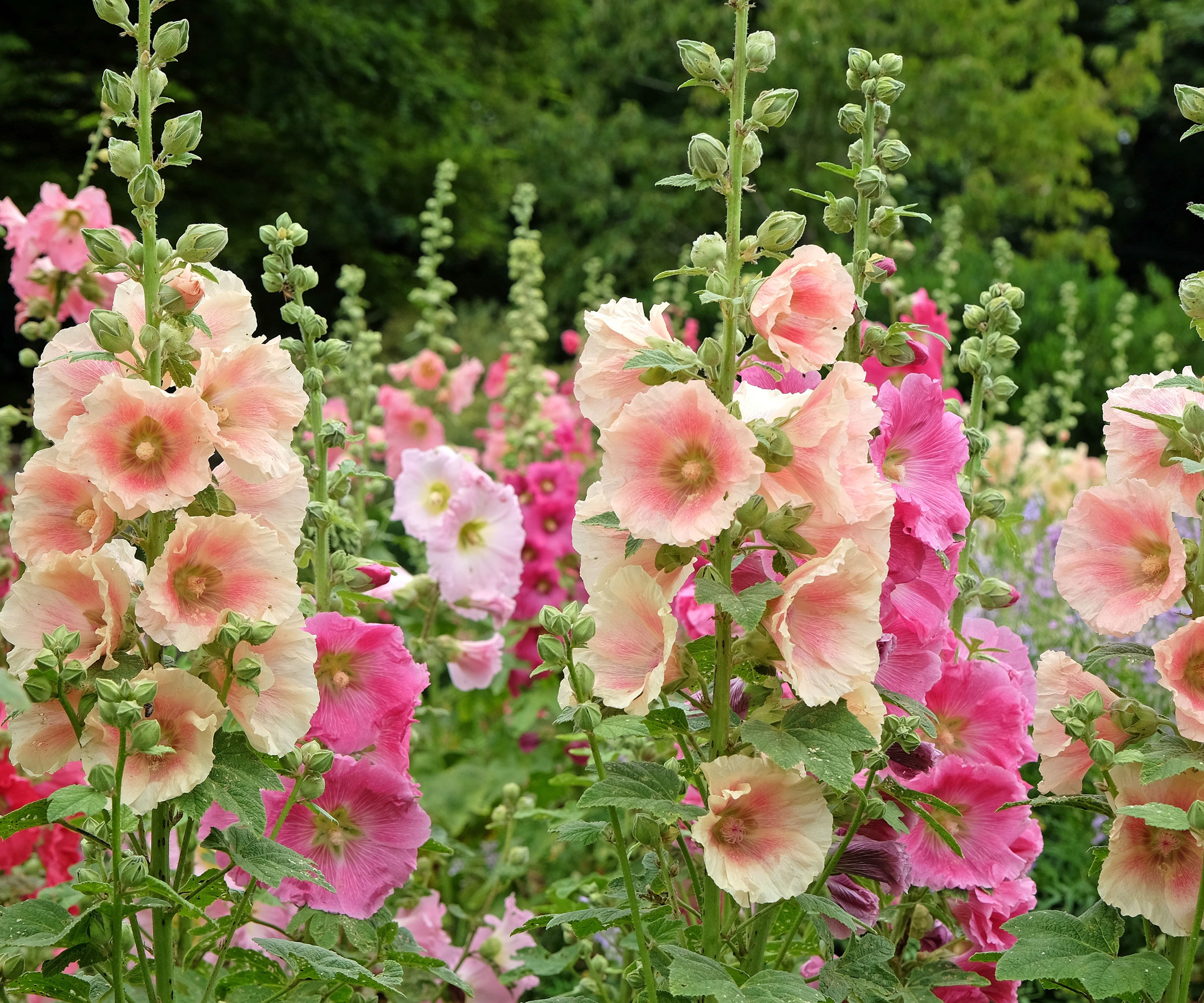 pink and peach colored hollyhock flowers
