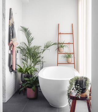 ferns and houseplants in a modern bathroom