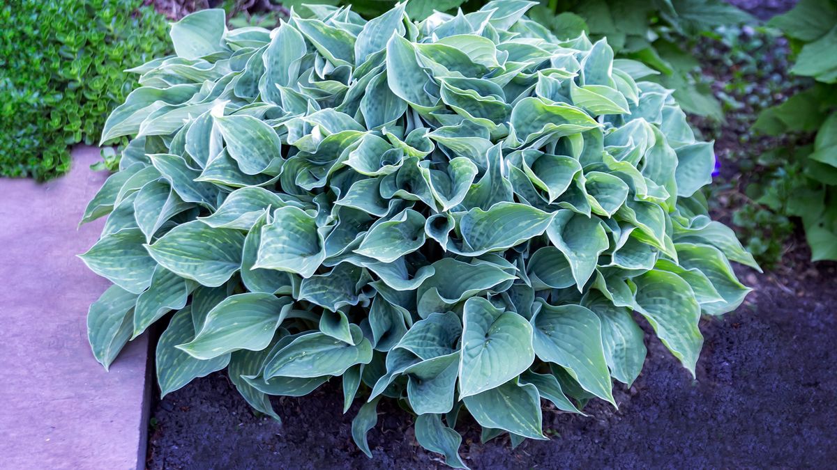 Hosta May Checklist: Do This Now to Get Better Hostas Before Summer Hits