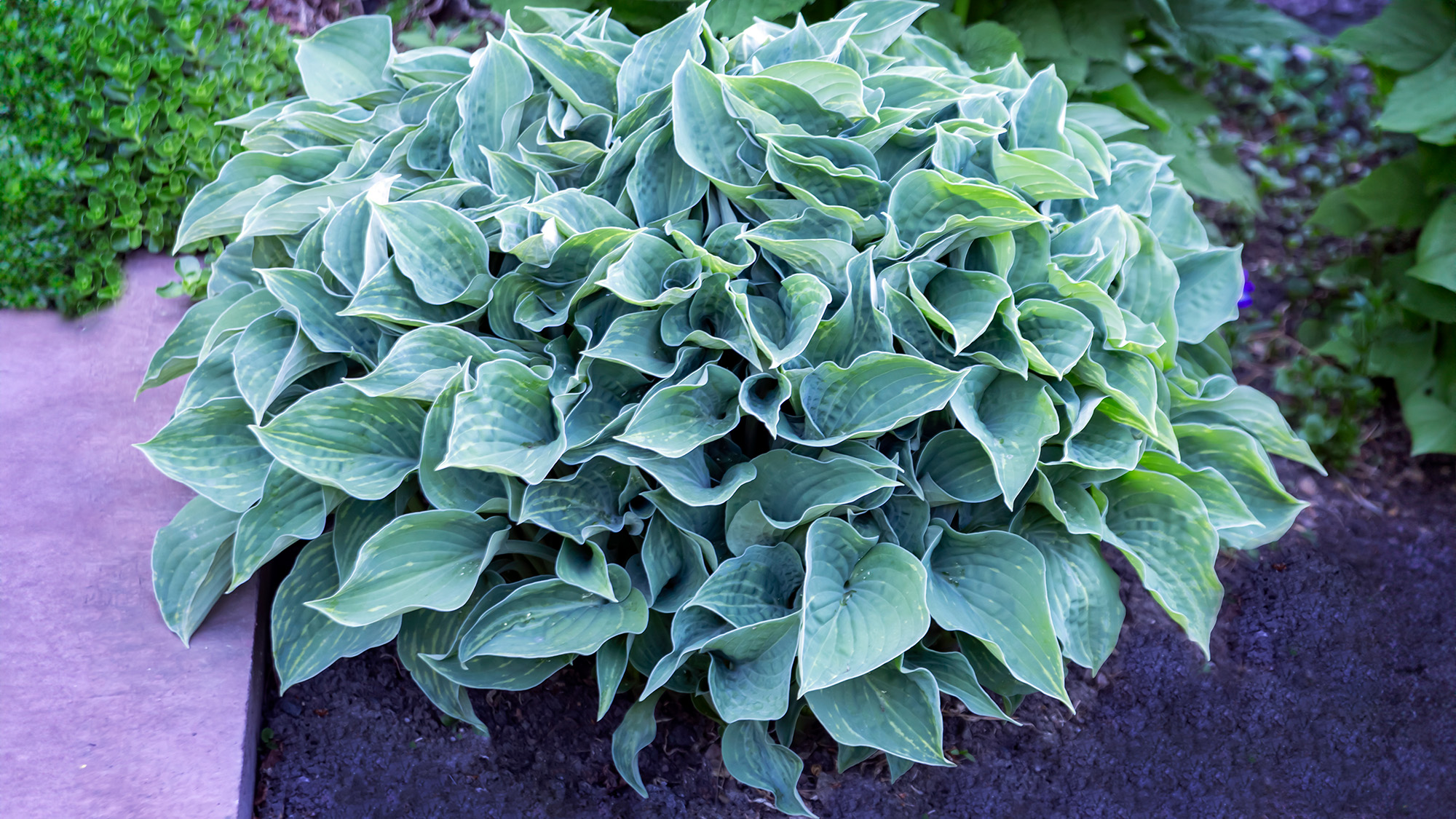 Blue green hosta