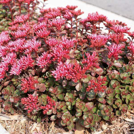 Fuldaglut Sedum