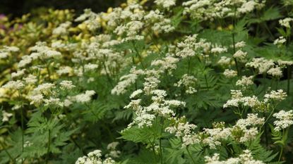 Sweet cicely in bloom in a garden