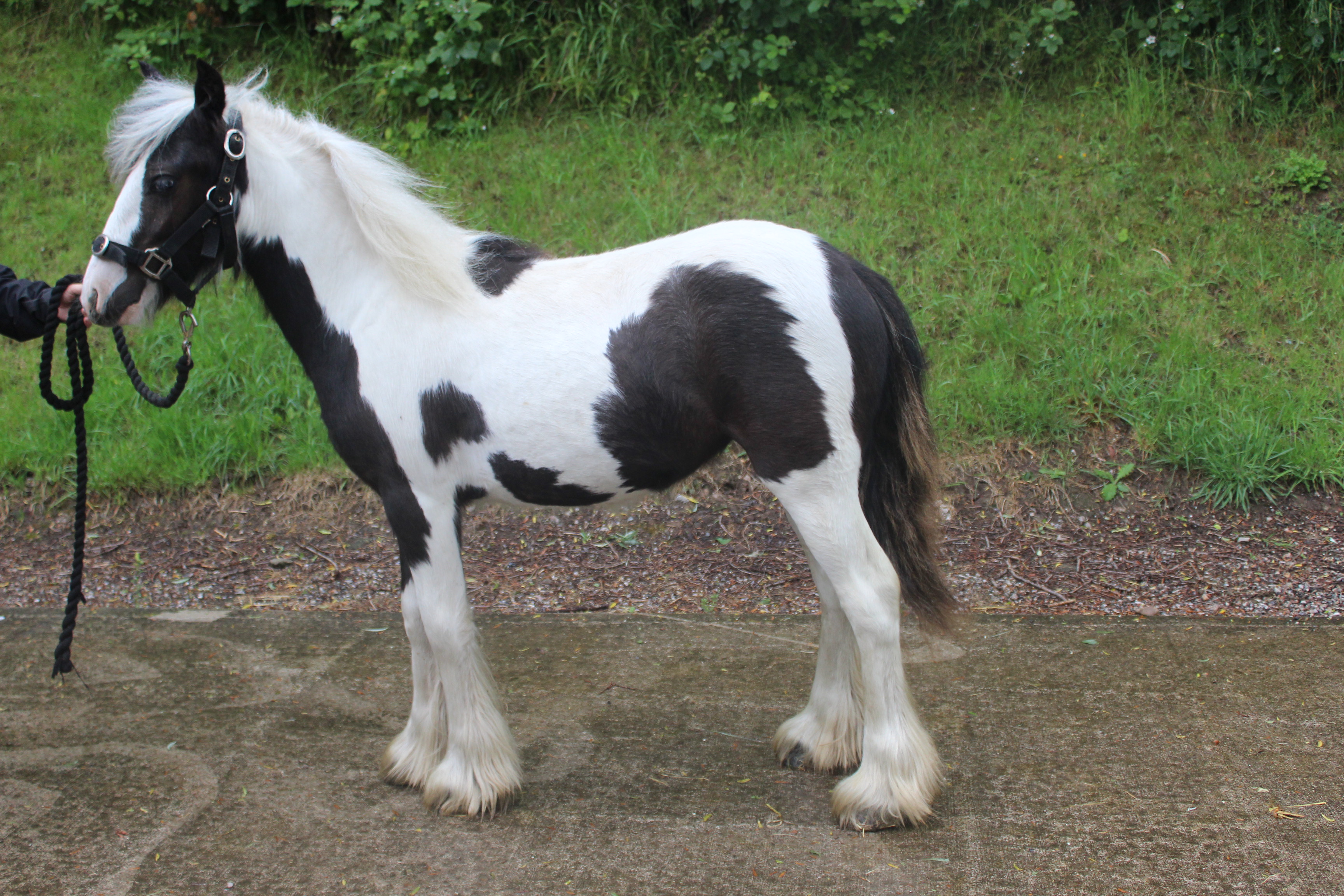 World-Horse-Welfare-Marge-1.jpg