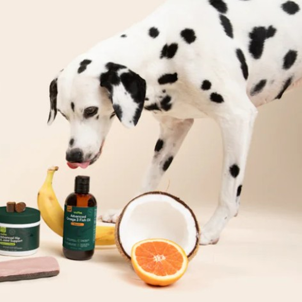 A dalmatian investigating Wuffes products, half a coconut, half an orange, and a banana