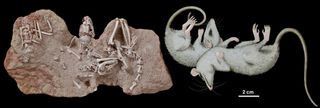 marsupial skeletons