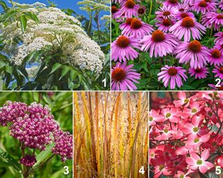 Planting palette to attract birds, featuring wild elderberry, switchgrass, coneflower, milkweed, and dogwood