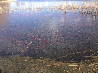 Thousands of goldfish showed up in Teller Lake #5 this March.