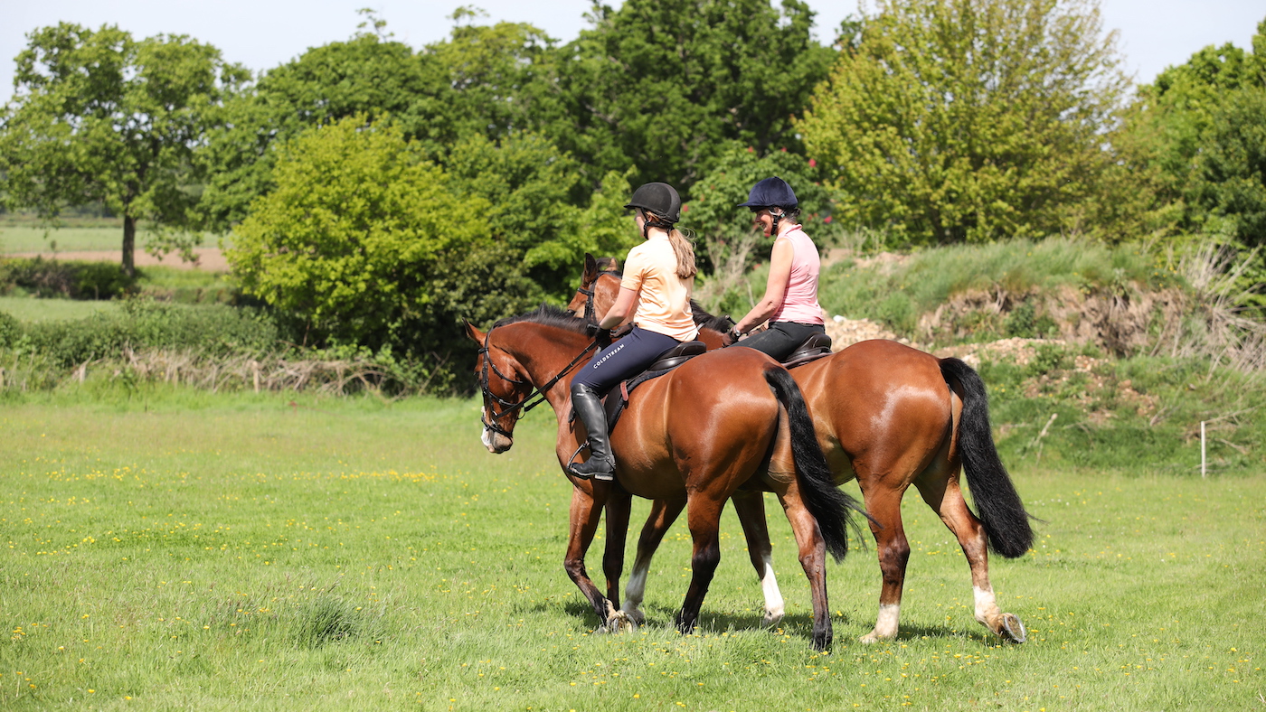 2 bay horses walking. Walk is an important part of training for show hunter classes