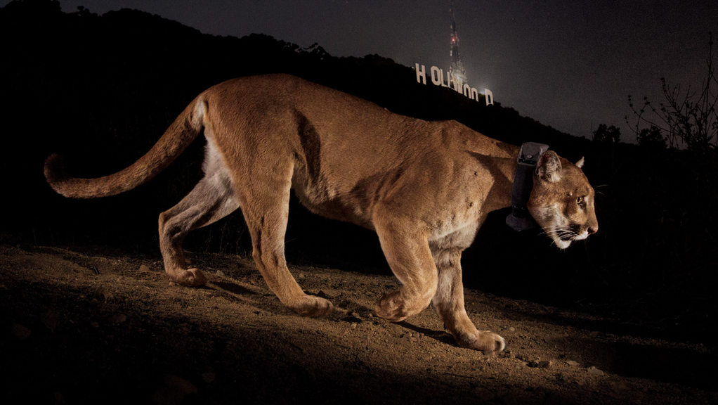 P-22 the mountain lion.