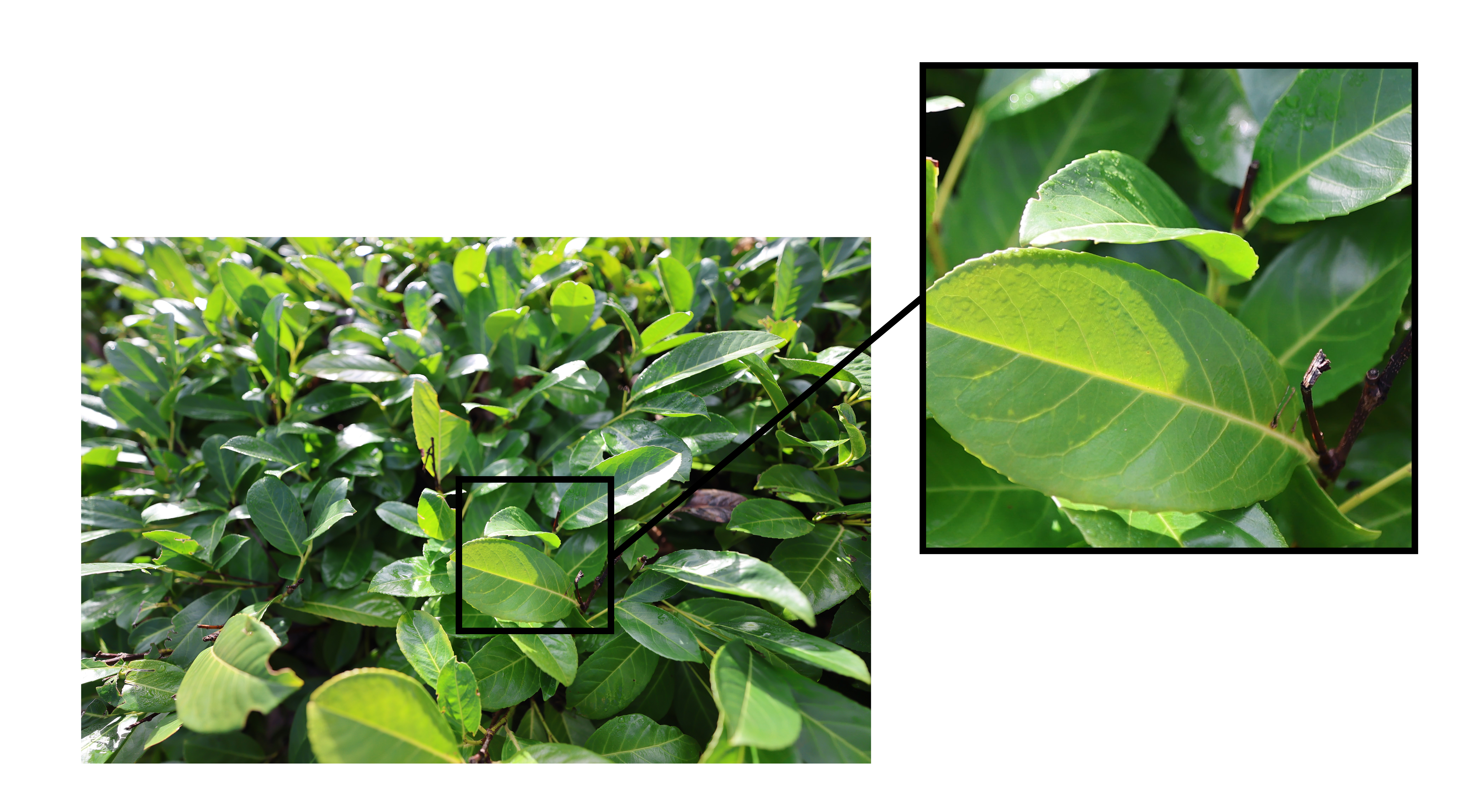 Close-up of Green leaves with a box magnifying a section of the image