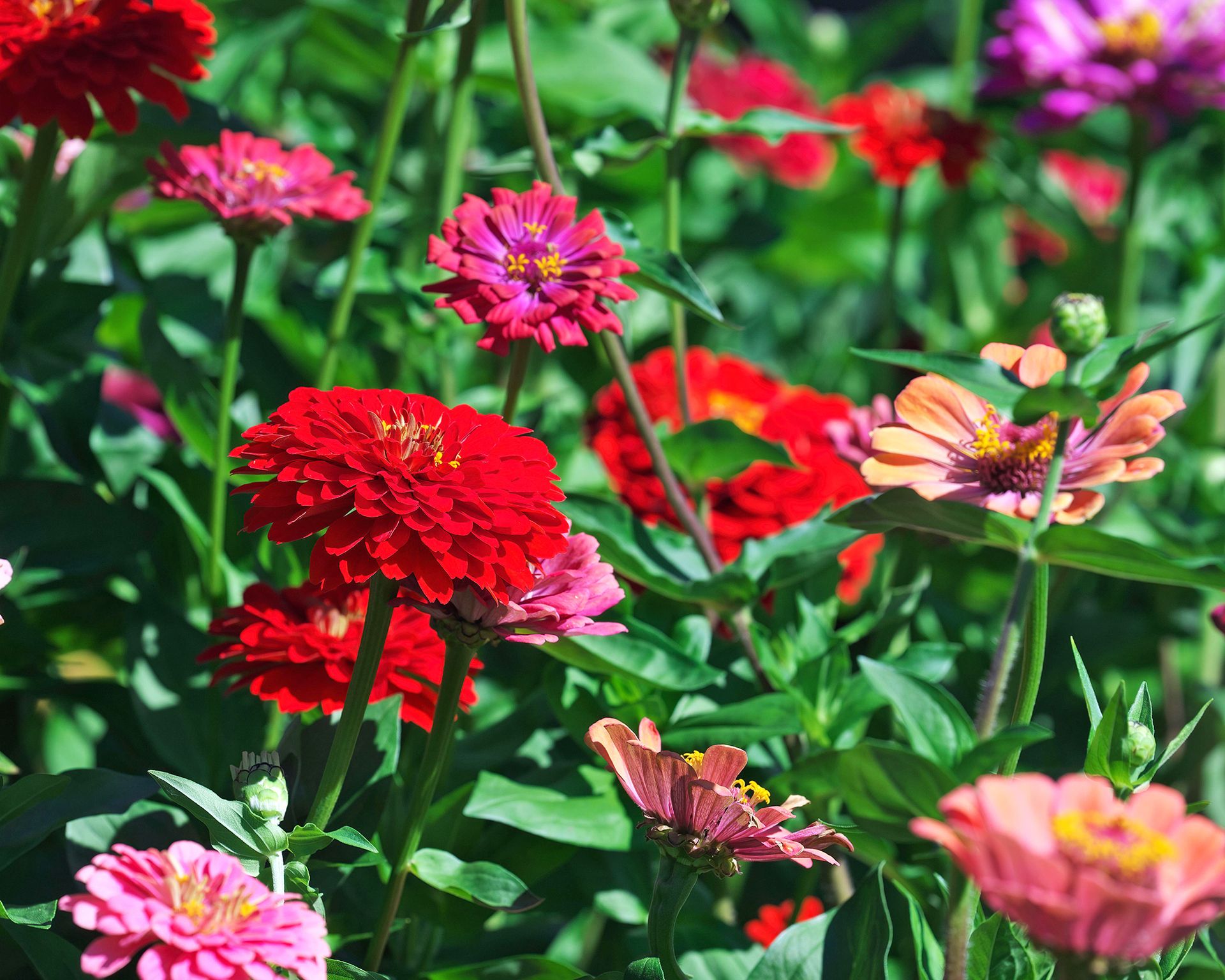 Zinnia State Fair mix flowers