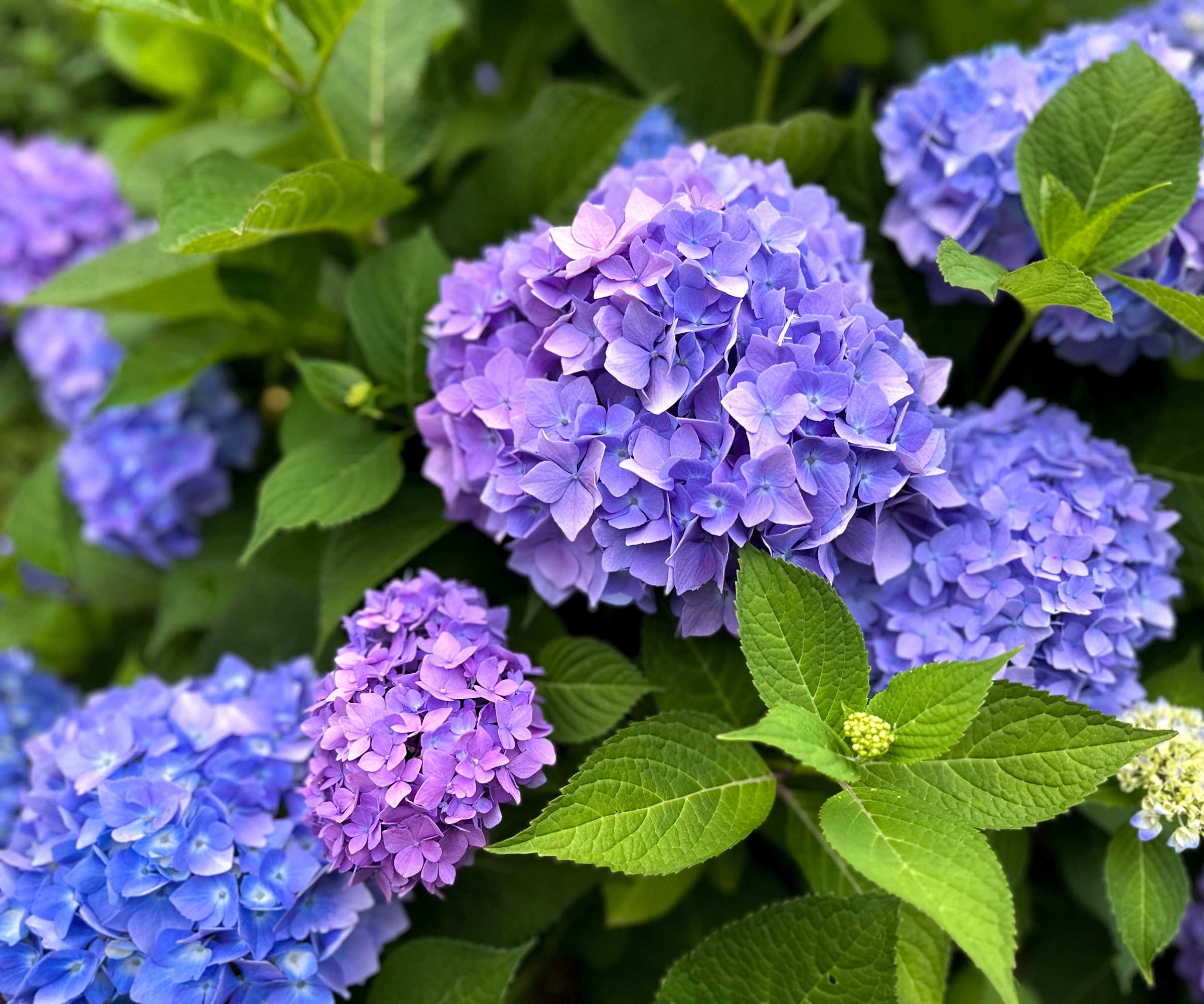 hydrangeas in flower