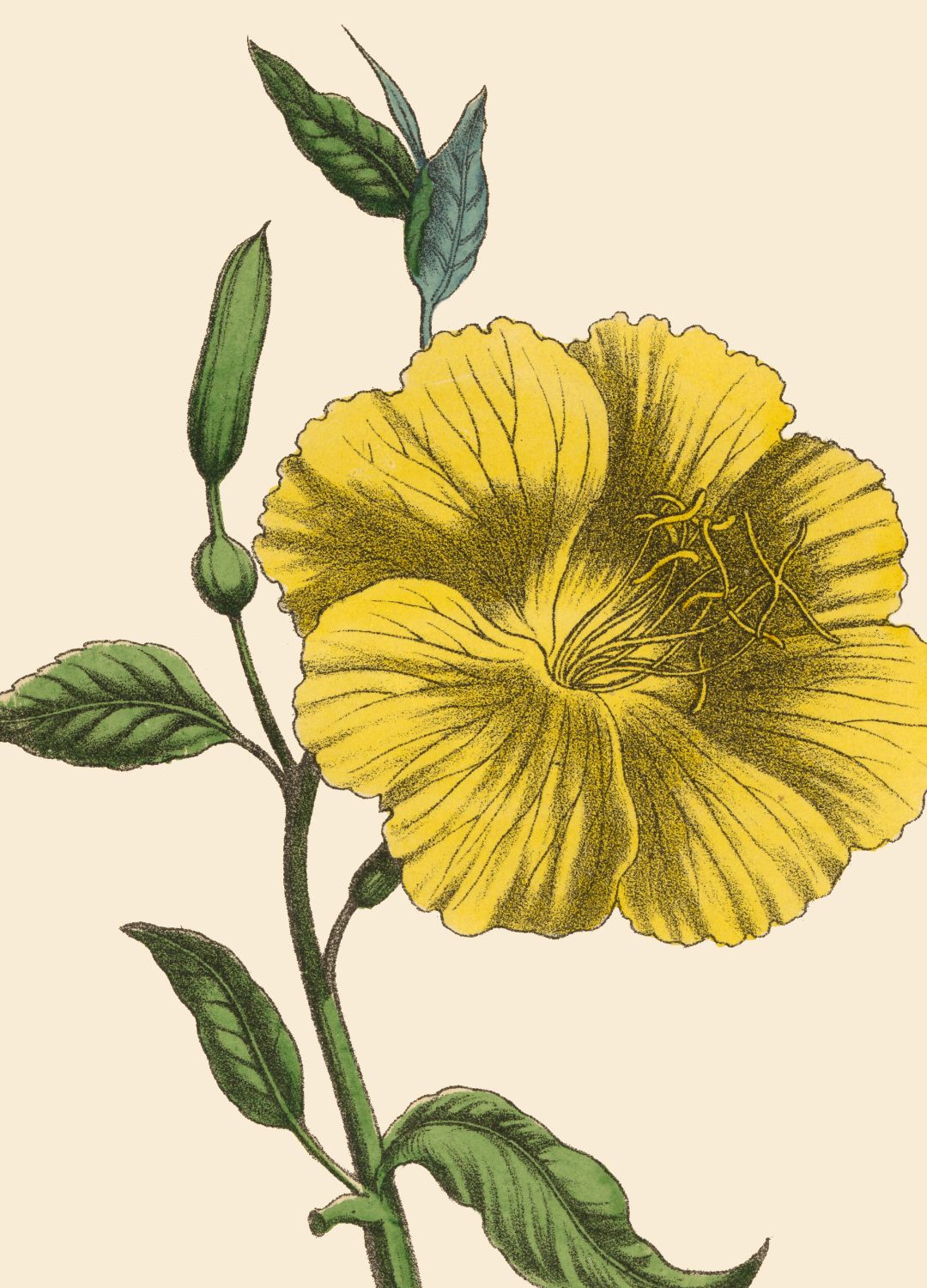 Evening Primrose