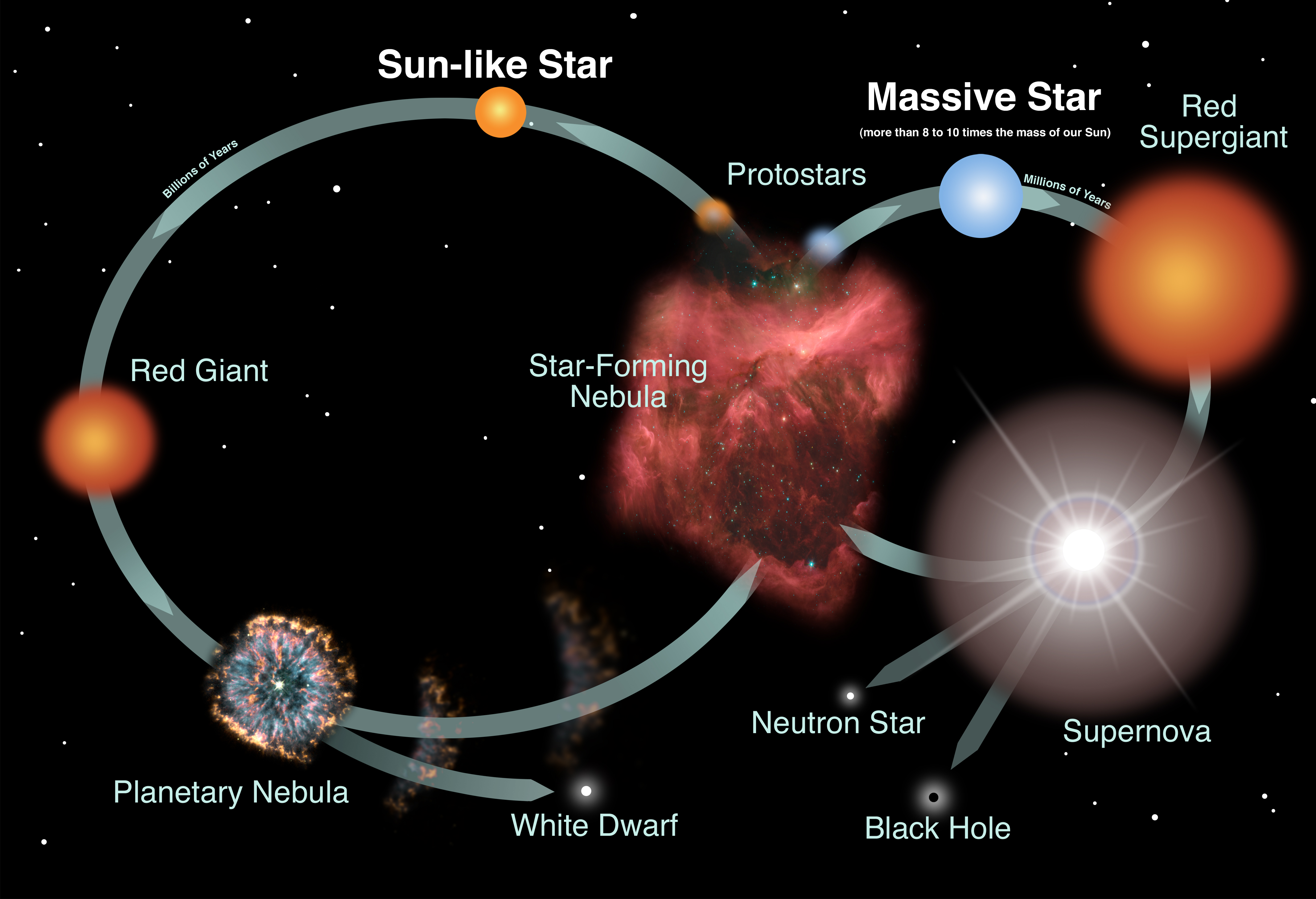 Stellar evolution diagram showing life cycle of a sun-like star and a massive star. Sun-like stars become red giants, then form planetary nebulae and white dwarfs. Massive stars evolve into red supergiants, explode as supernovae, and leave behind neutron stars or black holes. Both types begin as protostars in a star-forming nebula.