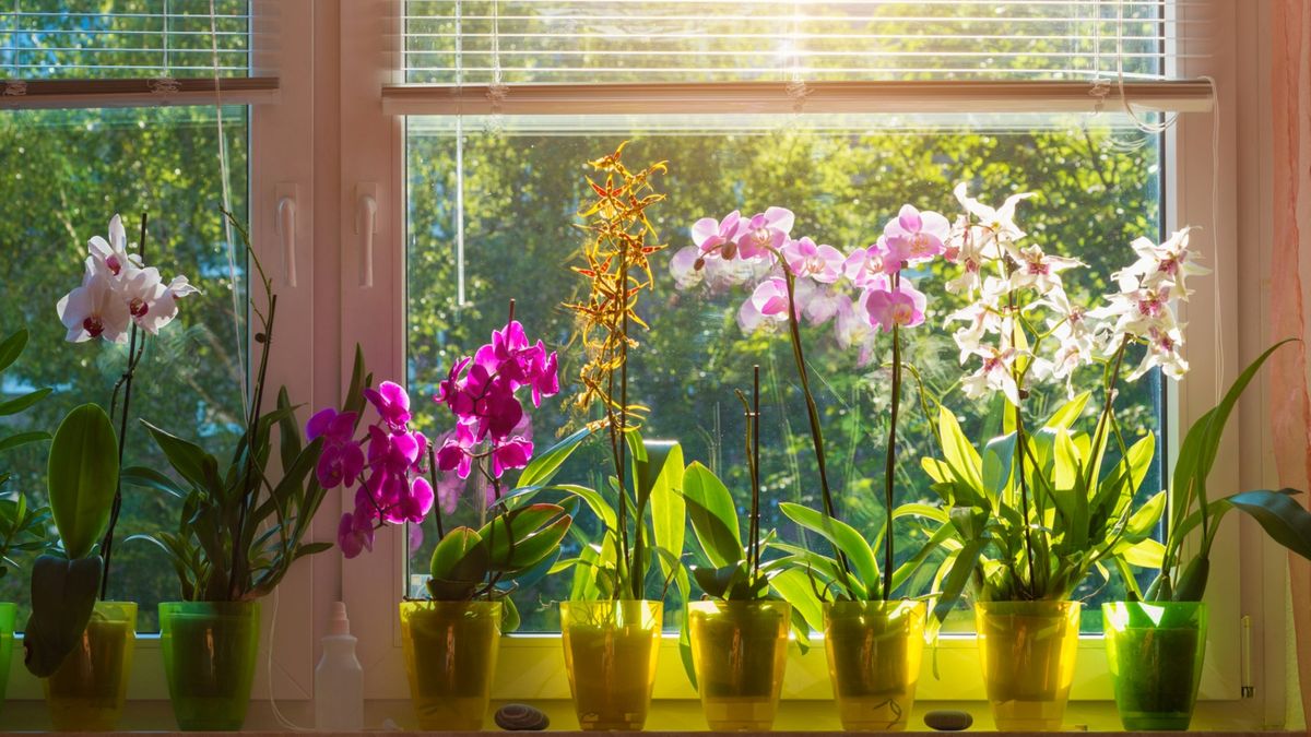 Why are my orchid leaves drooping? 6 reasons to look out for Gardeningetc
