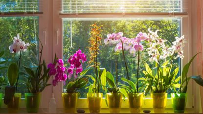 A collection of indoor orchids in a sunny window