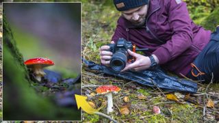 Macro mushroom photography