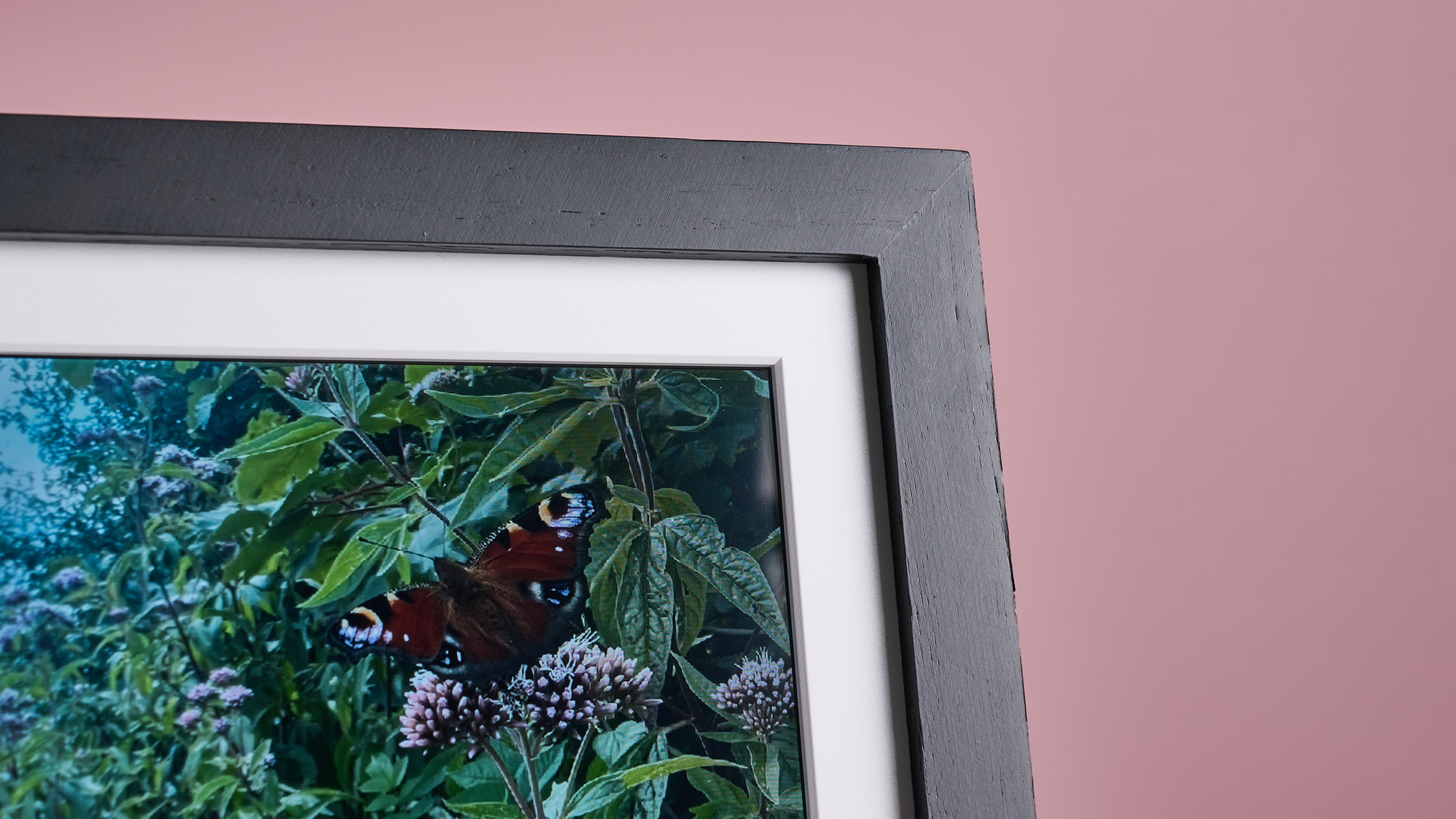 A closeup of the corner of the Eptusmey 10.1-inch WiFi Digital Photo Frame; on screen is a slightly dull photo of a European peacock butterfly.