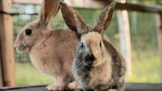 Harlequin rabbit