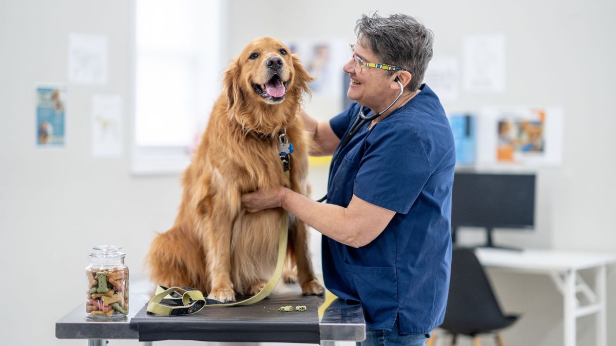 A female veterinarian listens closely to the heart of a senior Golden Retriever who is seated on her examination table. She is wearing blue scrubs and has a jar of treats close by to reward the dogs obedience.