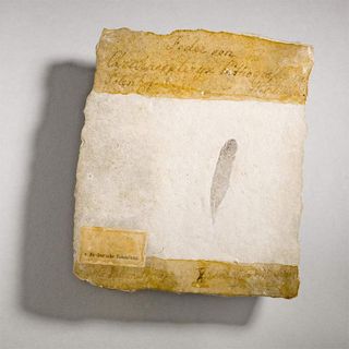 A fossil feather of the winged dinosaur Archaeopteryx, preserved in limestone, was the focal point of an intensive effort to determine the animal’s feather color, which in turn provided clues about its potential for flight.