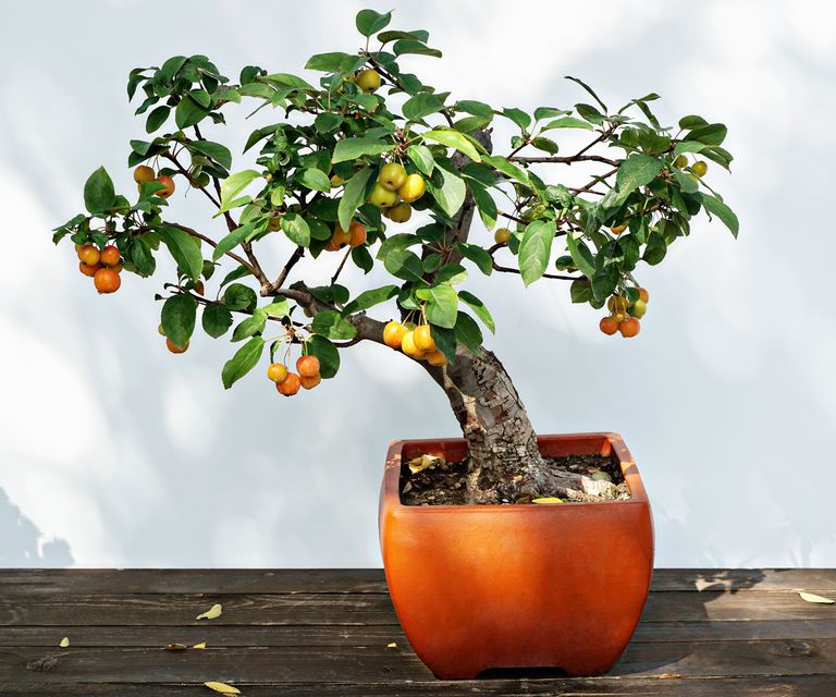 Grow More Fruit Inside: 10 Best Fruit Trees To Grow Indoors | Gardening ...