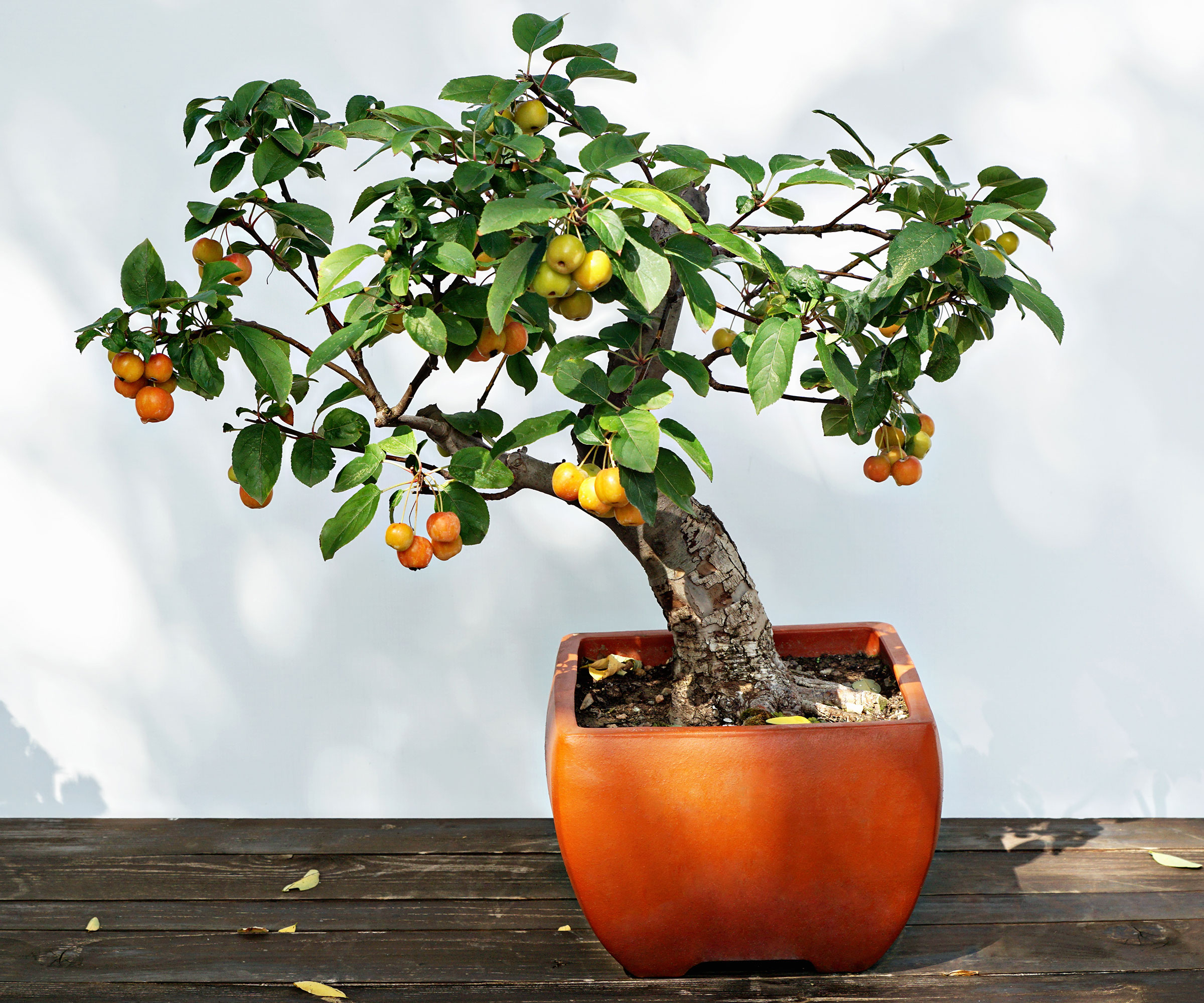 potted fruit tree grown as bonsai