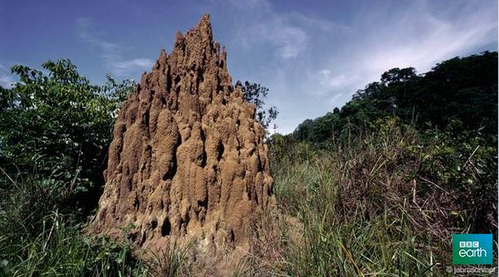 Termite mound