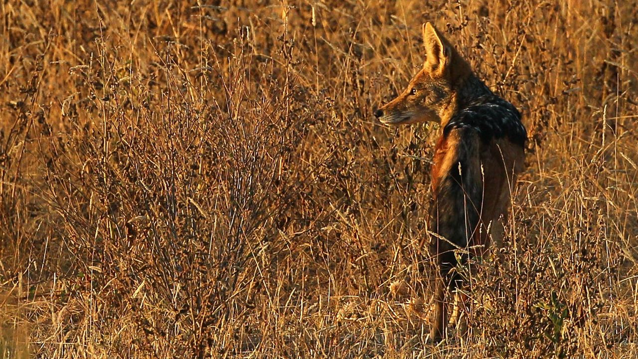 jackals have been driving westward across Europe since the 1980s