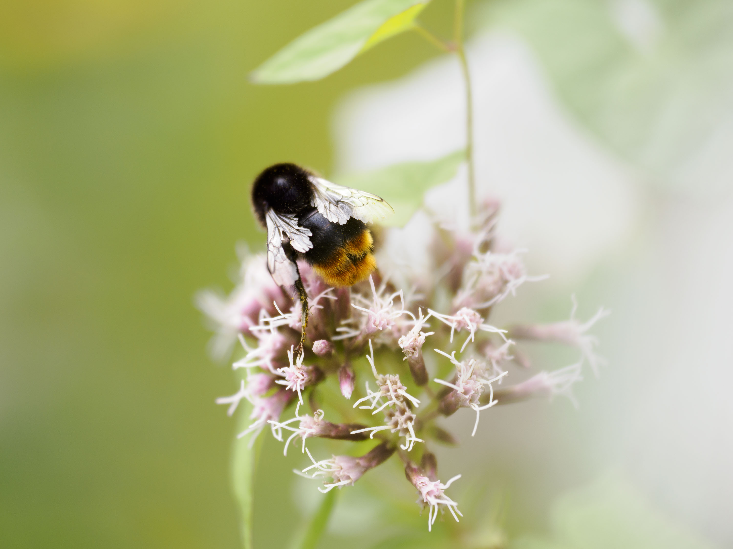 OM System 50-200mm F2.8 sample gallery: bee on a flower close up