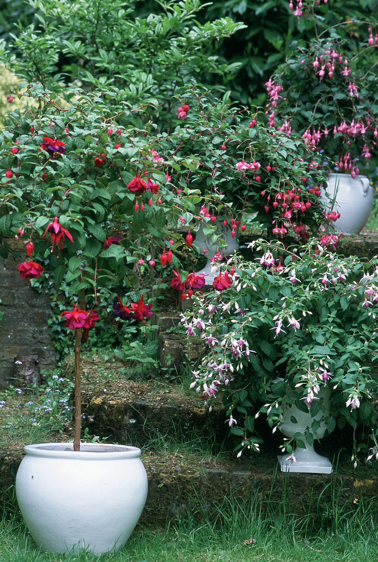 Various flowering fuchsias in white pots in a back garden including standard type and trailing cultivar