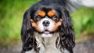 Close up of English Toy Spaniel