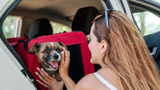 Dog sitting in a travel crate in car