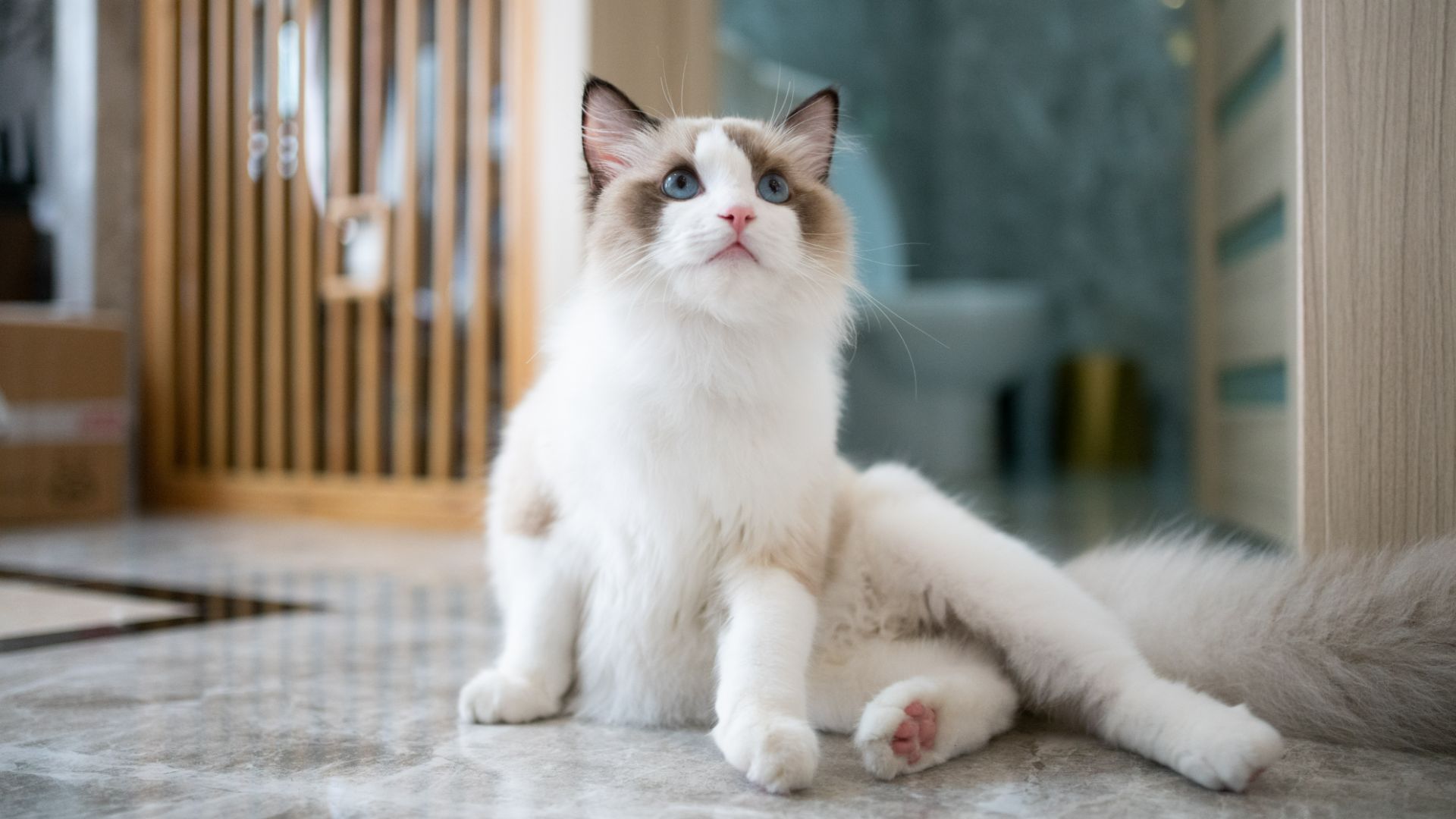 blue-eyed ragdoll cat sitting down